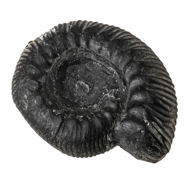 FOSSIL