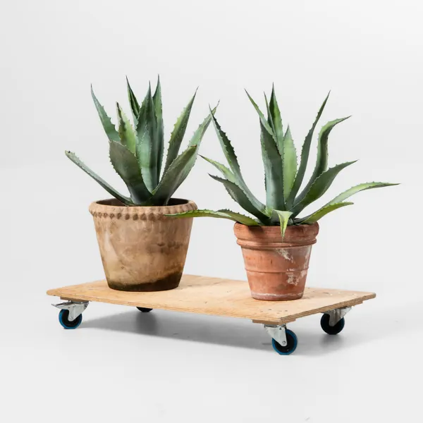 AGAVE