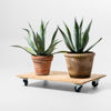 AGAVE