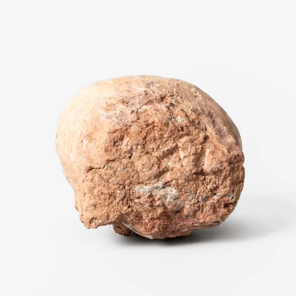 DINOSAURIEÄGG